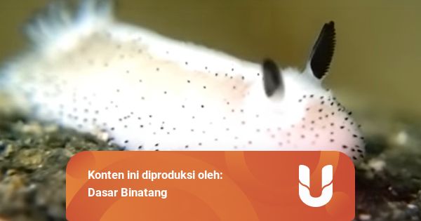Kecilkecil Beracun, Ini Fakta Hewan Laut Sea Bunny